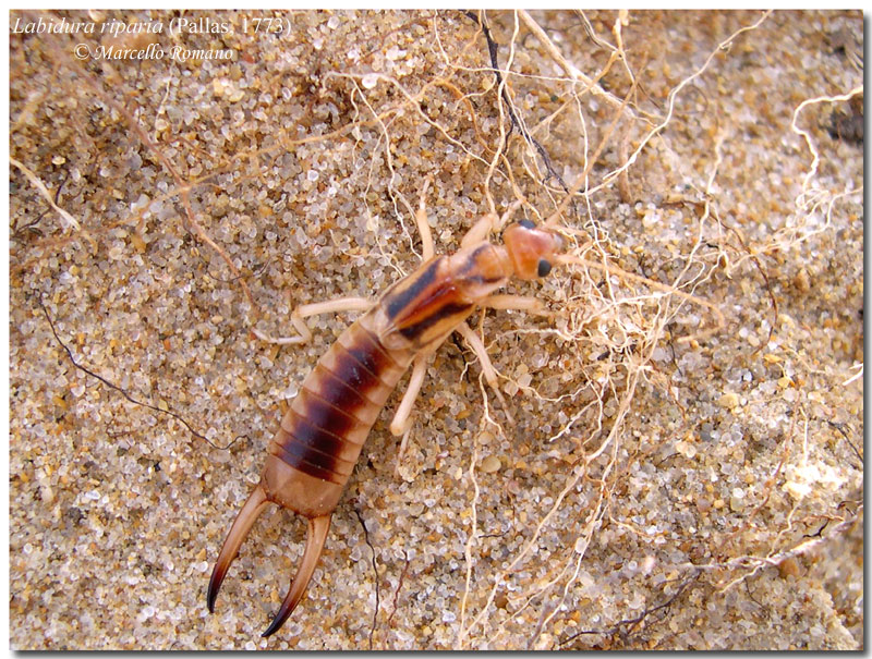 La vistosa forbicina delle rive: Labidura riparia